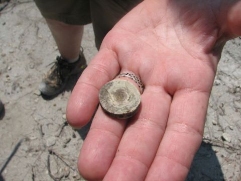 Fish vertebra