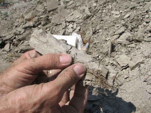 mosasaur jaw with tooth