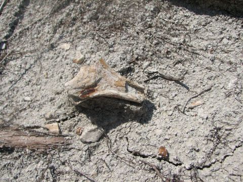 fossil bone