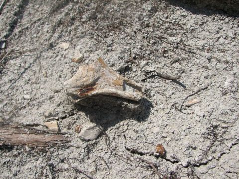fossil bone