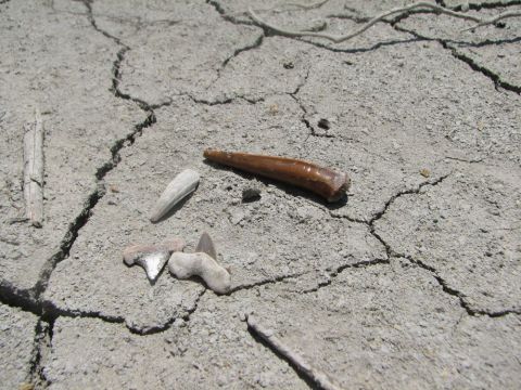 enchodus tooth, shark tooth