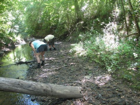 collecting in the creek