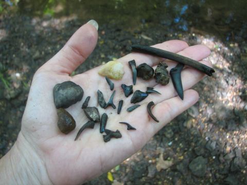 shark teeth