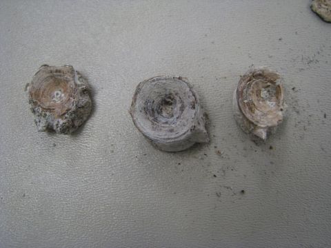 Fish vertebra