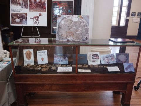 BPS mosasaur exhibit case