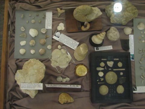 BPS Fossil Exhibit Homewood Library