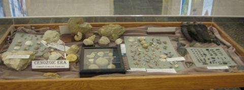 BPS Fossil Exhibit Homewood Library