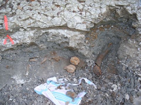 Eotrachodon orientalis dinosaur vertebra, processes, and leg bone found and excavated by BPS members