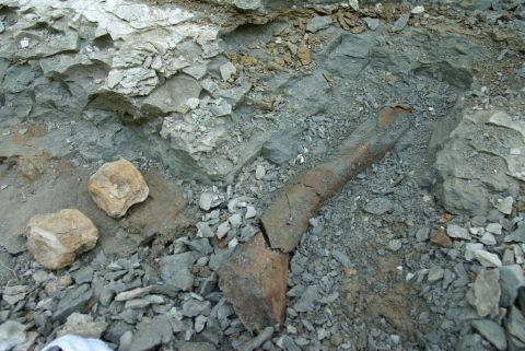 Eotrachodon orientalis dinosaur vertebra and leg bone, the first bone found