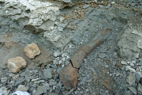 Eotrachodon orientalis dinosaur vertebra and leg bone, the first bone found