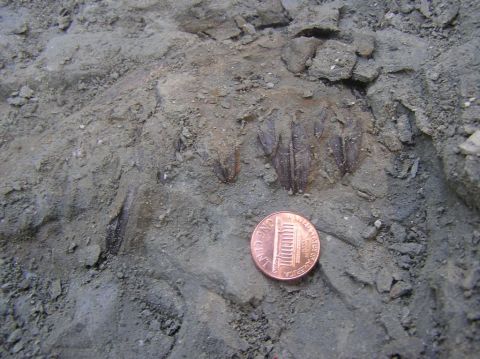 Eotrachodon orientalis dinosaur teeth found and excavated by BPS members