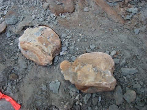 Eotrachodon orientalis dinosaur vertebra found and excavated by BPS members