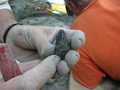 Eotrachodon orientalis dinosaur tooth found and excavated by BPS members