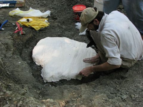James Lamb preparing the skull jacket for the Eotrachodon orientalis dinosaur