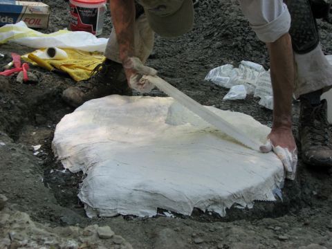 James Lamb preparing the skull jacket for the Eotrachodon orientalis dinosaur