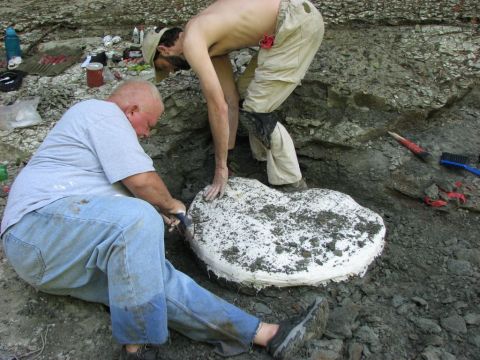 Greg and James knocking the skull jacket for the Eotrachodon orientalis dinosaur loose from the ground