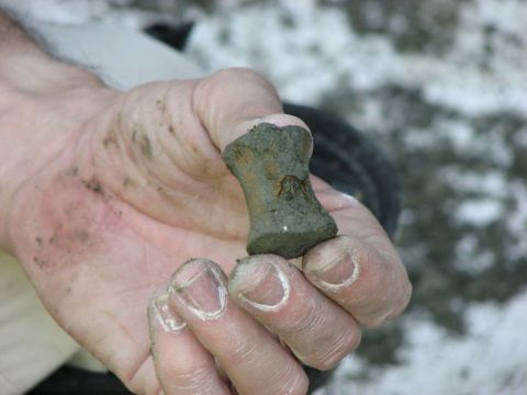 Vertebra found and excavated by BPS members