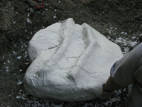 Eotrachodon orientalis dinosaur skull encased in plaster jacket with sticks for reinforcement.