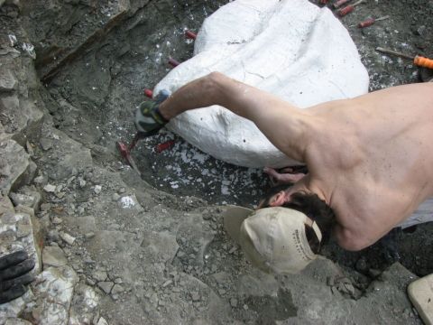 James Lamb popping the Eotrachodon orientalis dinosaur skull off the pedistal