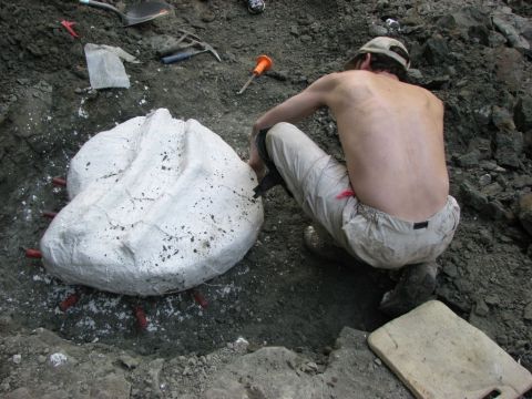 James Lamb popping the Eotrachodon orientalis dinosaur skull off the pedistal