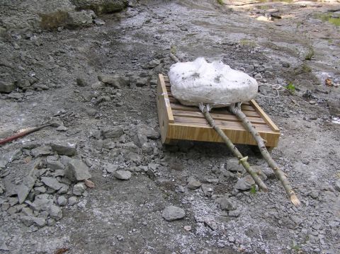 Eotrachodon orientalis dinosaur skull in jacket, on wooden sled made by James Lamb.  This was one heavy rock, and he loaded it by himself.