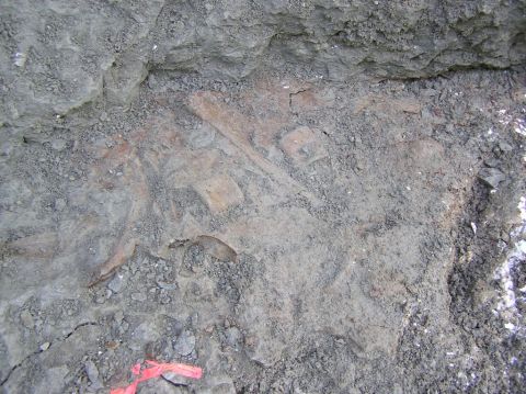 Eotrachodon orientalis dinosaur vertebra and processes.