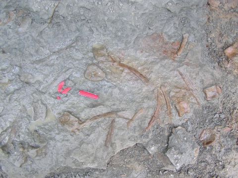 Eotrachodon orientalis dinosaur bones found and excavated by BPS members