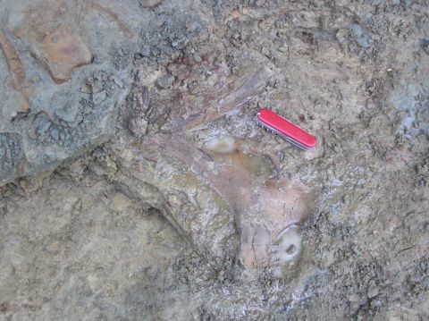 Eotrachodon orientalis dinosaur bone found and excavated by BPS members