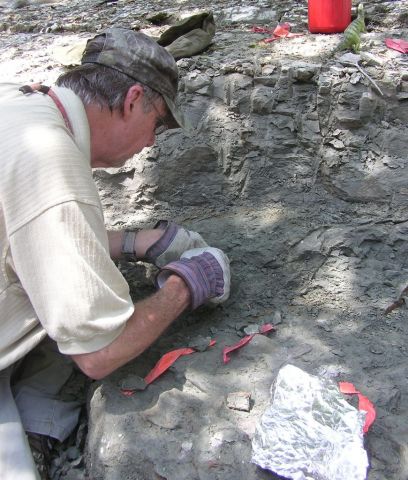 Bobby excavating the Eotrachodon orientalis dinosaur