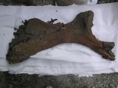 Eotrachodon orientalis dinosaur bone