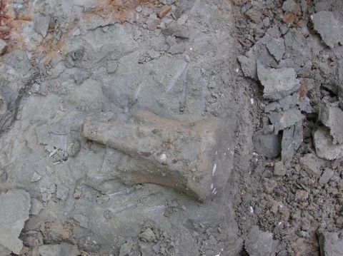 Eotrachodon orientalis dinosaur vert with part of the process found and excavated by BPS members