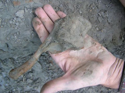 Eotrachodon orientalis dinosaur vertebra with the process still attached.