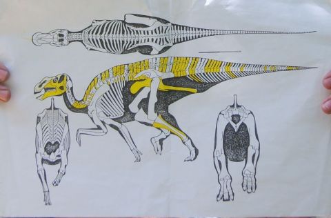 Drawing showing the bones of Eotrachodon orientalis dinosaur found thus far on the dig