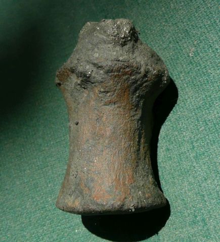 Close up of a Eotrachodon orientalis dinosaur vertebra