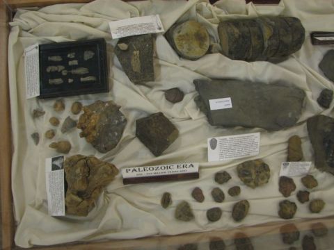 BPS Fossil Exhibit Homewood Library