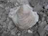 Inoceramus clam
