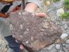 fossil brachiopod slab