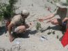 Examining mosasaur fossils