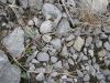 blastoid hidden in gravel