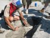 Digging out a mosasaur vertebra