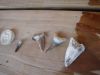 shark teeth, fish vertebra, enchodus