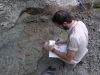 Excavation leader James Lamb marking a diagram with yellow marker to indicate the Eotrachodon orientalis dinosaur bones found thus far.